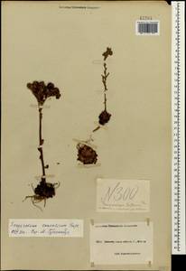 Sempervivum caucasicum Rupr. ex Boiss., Caucasus, Black Sea Shore (from Novorossiysk to Adler) (K3) (Russia)