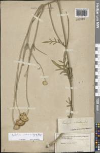 Cephalaria uralensis (Murray) Roem. & Schult., Eastern Europe, Lower Volga region (E9) (Russia)