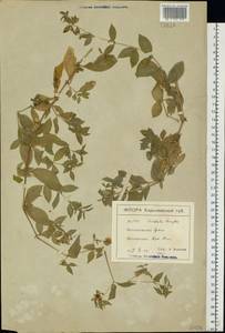 Silene baccifera (L.) Durande, Eastern Europe, North Ukrainian region (E11) (Ukraine)