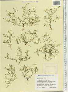 Psammophiliella muralis (L.) lkonn., Eastern Europe, Northern region (E1) (Russia)