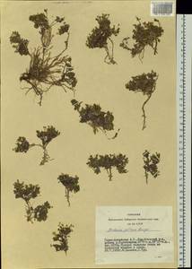 Adenonema petraeum (Bunge) Bunge, Siberia, Altai & Sayany Mountains (S2) (Russia)