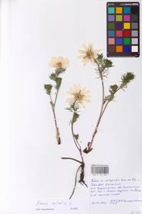 Adonis vernalis L., Eastern Europe, Central forest-and-steppe region (E6) (Russia)