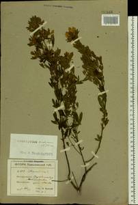 Chamaecytisus austriacus (L.) Link, Eastern Europe, North Ukrainian region (E11) (Ukraine)