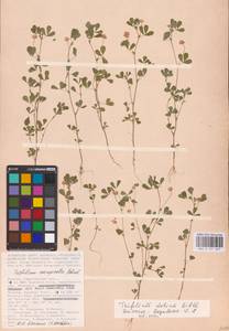 Trifolium dubium Sibth., Eastern Europe, Lower Volga region (E9) (Russia)