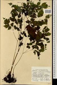 Actaea rubra subsp. rubra, Mongolia (MONG) (Mongolia)