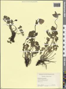 Pulsatilla violacea Rupr., Caucasus, Stavropol Krai, Karachay-Cherkessia & Kabardino-Balkaria (K1b) (Russia)