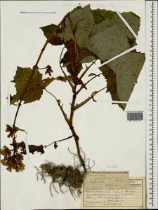 Cicerbita petiolata (C. Koch) Gagnidze, Caucasus, Krasnodar Krai & Adygea (K1a) (Russia)