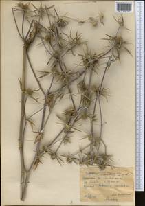 Eryngium caucasicum Trautv., Middle Asia, Western Tian Shan & Karatau (M3) (Kyrgyzstan)