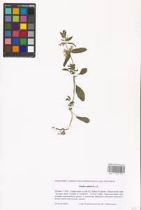 Stachys annua (L.) L., Eastern Europe, Moscow region (E4a) (Russia)