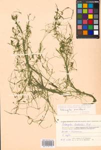 Potamogeton pusillus L., Eastern Europe, Moscow region (E4a) (Russia)