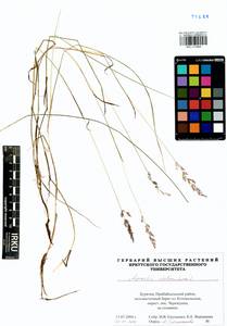 Agrostis stolonifera L., Siberia, Baikal & Transbaikal region (S4) (Russia)