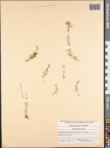 Minuartia hirsuta subsp. oreina Mattf., Caucasus, Stavropol Krai, Karachay-Cherkessia & Kabardino-Balkaria (K1b) (Russia)