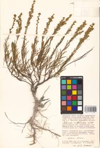 Artemisia salsoloides Willd., Eastern Europe, Lower Volga region (E9) (Russia)