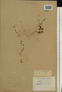 Myosotis sparsiflora J. C. Mikan ex Pohl, Eastern Europe, Northern region (E1) (Russia)