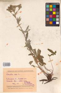 Potentilla recta L., Eastern Europe, Middle Volga region (E8) (Russia)
