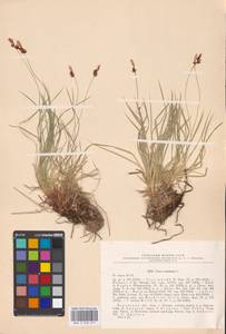 Carex montana L., Eastern Europe, North-Western region (E2) (Russia)
