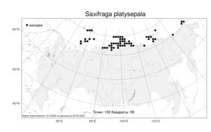 Saxifraga platysepala (Trautv.) Tolm., Atlas of the Russian Flora (FLORUS) (Russia)