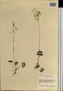 Micranthes nelsoniana subsp. aestivalis (Fisch. & C. A. Mey.) Elven & D. F. Murray, Siberia, Russian Far East (S6) (Russia)