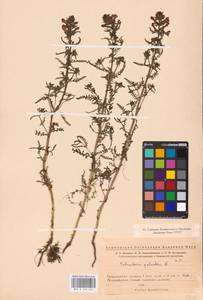 MHA 0 162 262, Pedicularis palustris, Eastern Europe, Eastern region (E10) (Russia)