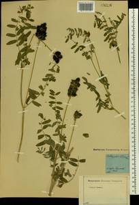 Astragalus cicer L., Eastern Europe, Moscow region (E4a) (Russia)