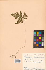 Gymnocarpium robertianum (Hoffm.) Newman, Siberia, Russian Far East (S6) (Russia)