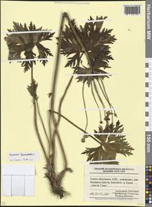 Anemonastrum narcissiflorum subsp. fasciculatum (L.) Raus, Caucasus, North Ossetia, Ingushetia & Chechnya (K1c) (Russia)
