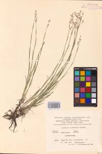 Eremogone saxatilis (L.) Ikonn., Eastern Europe, Central forest-and-steppe region (E6) (Russia)