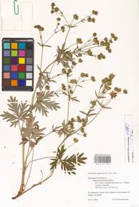 Potentilla arctica Lehm., Eastern Europe, Northern region (E1) (Russia)