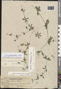 Galium triflorum Michx., Siberia, Russian Far East (S6) (Russia)