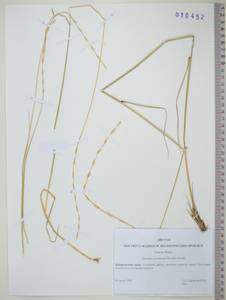 Pseudoroegneria gmelinii (Trin. ex Schrad.) Sennikov, Siberia, Russian Far East (S6) (Russia)