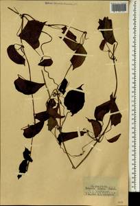 Dioscorea, Africa (AFR) (Guinea)
