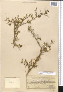 Atraphaxis pyrifolia Bunge, Middle Asia, Muyunkumy, Balkhash & Betpak-Dala (M9) (Kazakhstan)