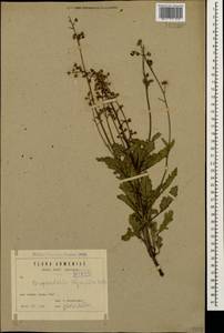 Scrophularia olympica Boiss., Caucasus, Armenia (K5) (Armenia)