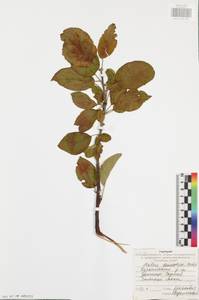 Malus sylvestris subsp. praecox (Pall.) Soó, Eastern Europe, Central region (E4) (Russia)