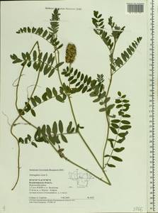 Astragalus cicer L., Eastern Europe, Central region (E4) (Russia)