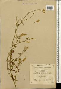 Melilotus officinalis (L.) Lam., Caucasus, Georgia (K4) (Georgia)