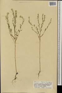 Stevenia alyssoides Adams ex Fisch., Mongolia (MONG) (Mongolia)