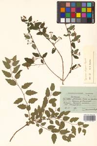 Spiraea flexuosa Fisch. ex Cambess., Siberia, Russian Far East (S6) (Russia)