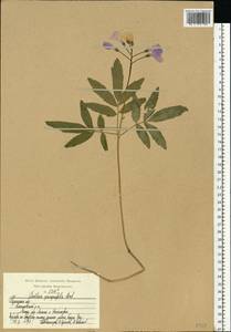 Cardamine quinquefolia (M. Bieb.) Schmalh., Eastern Europe, Central region (E4) (Russia)