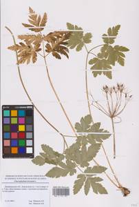 Chaerophyllum hirsutum L., Eastern Europe, North-Western region (E2) (Russia)