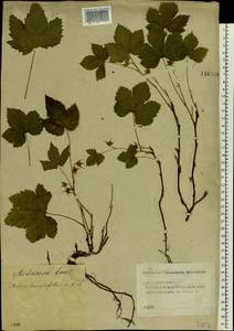 Rubus humulifolius C. A. Mey., Eastern Europe, Volga-Kama region (E7) (Russia)