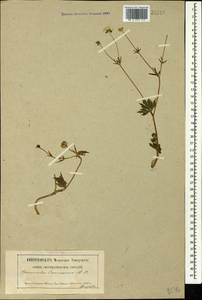 Ranunculus caucasicus M. Bieb., Caucasus, North Ossetia, Ingushetia & Chechnya (K1c) (Russia)