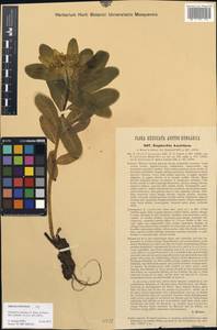 Euphorbia austriaca A.Kern., Western Europe (EUR) (Austria)