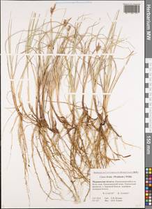 Carex livida (Wahlenb.) Willd., Eastern Europe, Northern region (E1) (Russia)