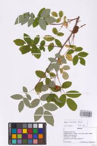 Rosa acicularis Lindl., Eastern Europe, Northern region (E1) (Russia)