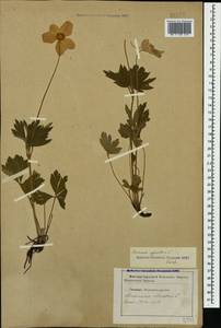 Anemone sylvestris L., Caucasus, Stavropol Krai, Karachay-Cherkessia & Kabardino-Balkaria (K1b) (Russia)