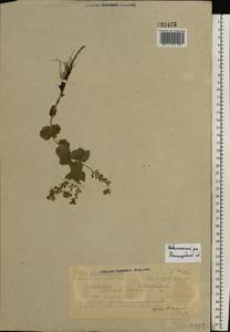 Veronica chamaedrys L., Eastern Europe, Volga-Kama region (E7) (Russia)