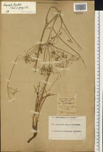 Eriosynaphe longifolia (Fisch. ex Spreng.) DC., Eastern Europe, Eastern region (E10) (Russia)