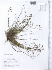 Cynanchica supina (M.Bieb.) P.Caputo & Del Guacchio, Crimea (KRYM) (Russia)