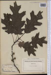 Quercus velutina Lam., America (AMER) (Not classified)